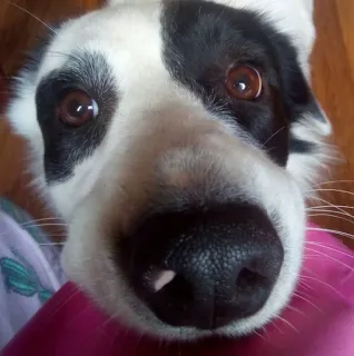 🥺 6c3c4009 犬, ペット, 動物, クローズアップ, かわいい, ポートレート telegram sticker