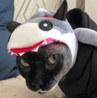 Классные животные @stickroom telegram stickers