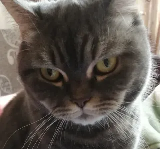 🤨 86756259 猫, グレー猫, ペット, 動物, 家畜, 哺乳類 telegram sticker