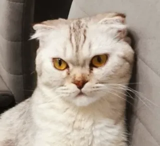 😠 87266a07 猫, 動物, ペット, スコティッシュフォールド, 可愛い, 飼い猫, ネコ科 telegram sticker