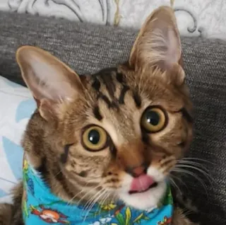 😅 8f650270 猫, 動物, ペット, 家畜, 哺乳類, 可愛い, 舌 telegram sticker