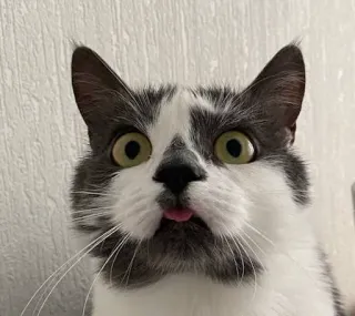 😛 92ce4aff 猫, 動物, ペット, 面白い, 舌, 可愛い, ミーム telegram sticker