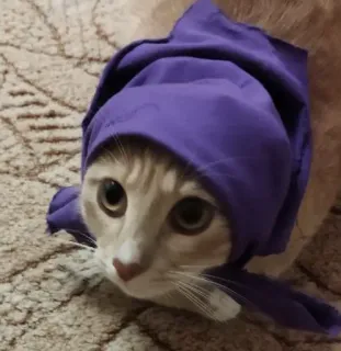 ☺️ 98d4b619 猫, マフラー, 動物, ペット, 可愛い, 子猫 telegram sticker