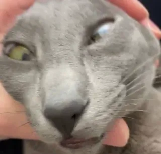 🤪 9989ad26 猫, グレー猫, 動物, ペット telegram sticker