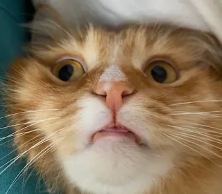 Классные животные @stickroom whatsapp stickers