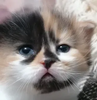 😠 9e3f9d1c 子猫, 猫, 可愛い, ペット, 動物, 飼い猫, ネコ科 telegram sticker