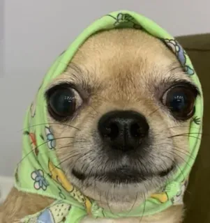 ☺️ a3896a36 犬, チワワ, ヘッドスカーフ, 動物, かわいい, ペット telegram sticker