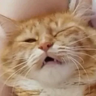 😳 a450c663 猫, ペット, 動物, オレンジ猫, 面白い, ミーム telegram sticker