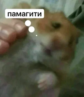 🆘 a5c08c22 памагити ハムスター, ミーム, 面白い, 可愛い, 動物, ペット telegram sticker
