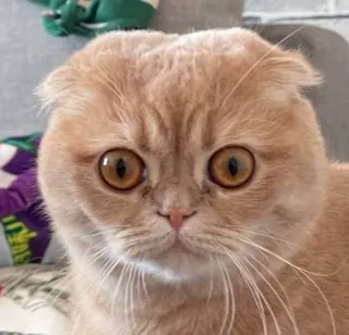 😳 bcfde37b 猫, ペット, 動物, かわいい, スコティッシュフォールド, ネコ科 telegram sticker