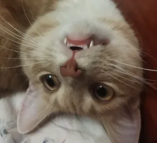 😈 bed09e9f 猫, 動物, ペット, 家畜, 哺乳類, ネコ科 telegram sticker