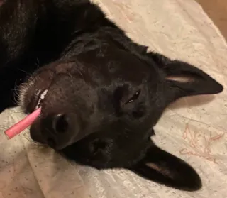 😵 c6524bb5 犬, 子犬, 動物, ペット, 黒犬, 可愛い, 横たわっている telegram sticker