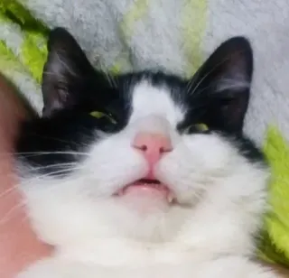 😳 c9c45da6 猫, 動物, ペット, かわいい, 家畜, 哺乳類, タキシード猫 telegram sticker