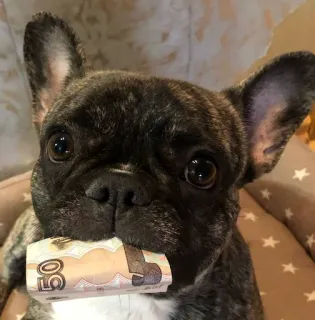 Классные животные @stickroom whatsapp stickers