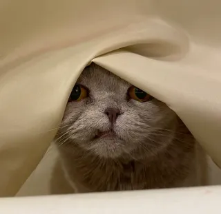 😕 d504521b 猫, 動物, かわいい, ペット, 子猫, のぞき見 telegram sticker