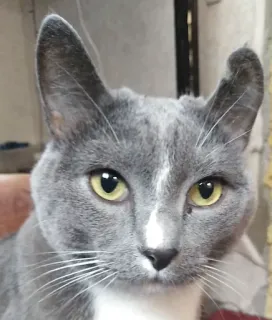 😐 dbc1cc34 猫, グレー猫, 飼い猫, ペット, 動物, 哺乳類, ネコ科, グレー telegram sticker