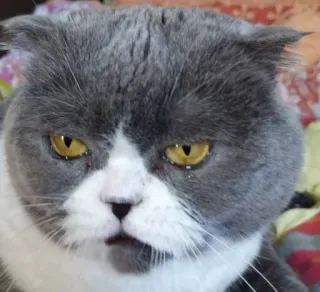 😢 e24fb465 猫, 動物, ペット, 家畜, グレー猫, かわいい, ネコ科 telegram sticker