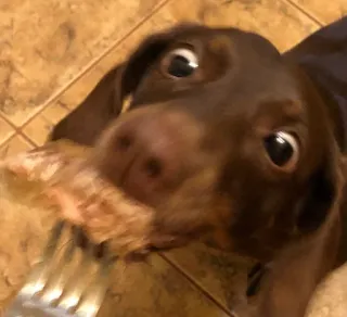 Классные животные @stickroom telegram stickers