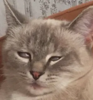 😕 e5be9a95 猫, 可愛い, 動物, ペット, ネコ科 telegram sticker