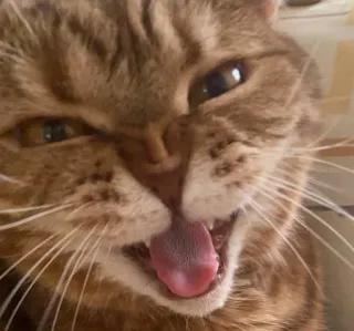 😤 ef523804 猫, 動物, ペット, 子猫, 舌, 可愛い telegram sticker