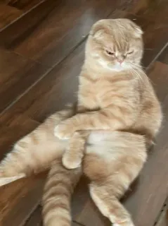 ☺️ fd3d09fa 猫, 面白い, 動物, ペット, ミーム, 可愛い telegram sticker