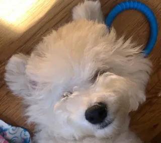 ☺️ fe73e429 犬, 子犬, 睡眠, 可愛い, ペット, 白い, 動物 telegram sticker