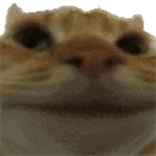 ➖ 09fa17e7 kucing, binatang, hewan peliharaan, hewan domestik whatsapp sticker