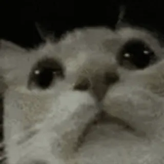 😐 73cec3d1 kucing, sedih, meme, binatang, imut, hewan peliharaan whatsapp sticker