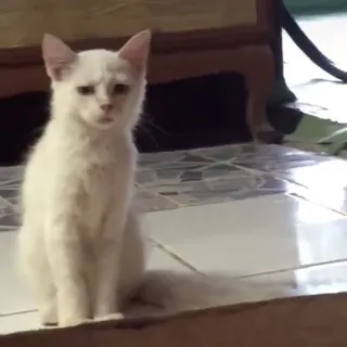 🤨 51f39c4e cat, white cat, animal, pet, cute, domestic animal telegram sticker