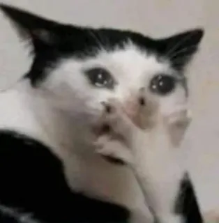 😭 c2478a9b cat, crying, meme, sad, animal, pet telegram sticker