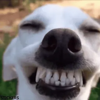 😂 3eaa8dc9 Stickers chien, souriant, joyeux, animal, animal de compagnie, mignon whatsapp sticker