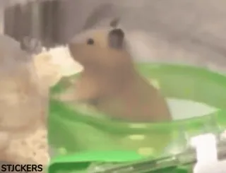 😪 72811a2e hamster, animal de compagnie, animal, rongeur, cage, petit, domestique whatsapp sticker