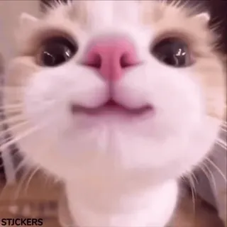 🤭 d45c5953 chat, chaton, mignon, animal, animal de compagnie, drôle, mème whatsapp sticker