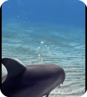 🌟 b1054a03 golfinho, água, oceano, mar, animal telegram sticker