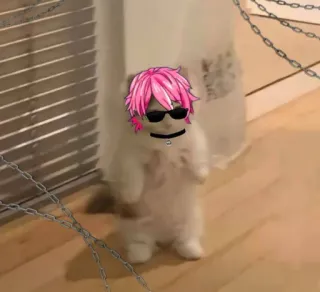 🔞 2c373f5e kucing, kacamata hitam, anime, rambut pink, lucu, meme whatsapp sticker