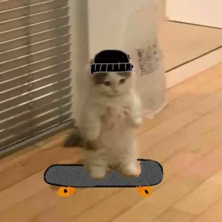 🛹 9b54892b kucing, anak kucing, skateboard, skateboarding, hewan, lucu whatsapp sticker
