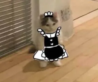 🧹 d76f0281 kucing, maid, hewan, imut, peliharaan, kawaii, meme, lucu whatsapp sticker