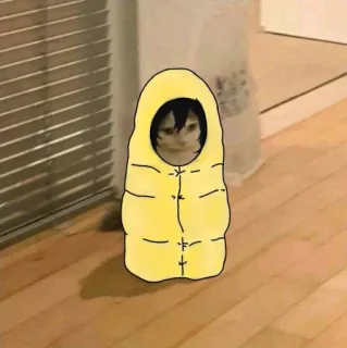 ⛺️ f38fc90f kucing, kantong tidur, kuning, binatang, lucu, kocak whatsapp sticker