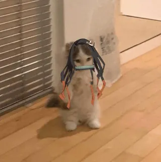 🐈 40f33b21 Nezuko Kamado Demon Slayer кот, Нэдзуко, Клинок, рассекающий демонов, аниме, манга, котенок, косплей telegram sticker