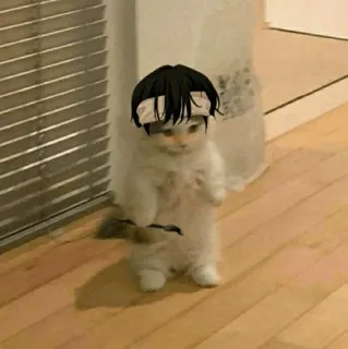 🐈 9c7a7563 кот, животное, мем, милый, смешной, стоящий telegram sticker