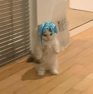 🐈 cd0b4e1d кот, мем, смешной, питомец, животное, котёнок telegram sticker