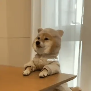 ✨ 499707c1 HangSeed dog, animal, shiba inu, cute, table telegram sticker