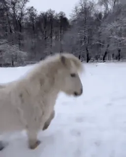 ✨ b99585ff horse, animal, pony, snow, winter, white, cute telegram sticker