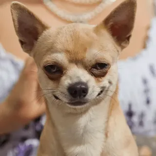 😏 0fbf973c cachorro, chihuahua, fofo, animal de estimação, animal, cão pequeno telegram sticker