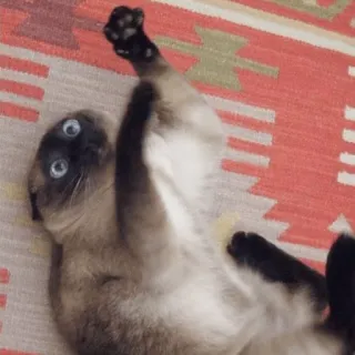 😶 2e5487cb gato, gato siamês, animal, animal de estimação, engraçado, fofo, brincando telegram sticker