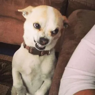 😈 37d066e0 cachorro, animal, animal de estimação, zangado, sorrindo, branco telegram sticker