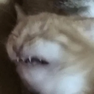 😖 44315baf gato, bravo, engraçado, animal, meme, animal de estimação telegram sticker