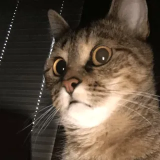 😶 4b4944ec gato, animal, animal de estimação, felino, fofo, doméstico, engraçado, mamífero telegram sticker