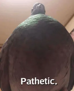 🐦 572c4fb8 Pathetic. pombo, pássaro, patético, meme, animal, engraçado telegram sticker