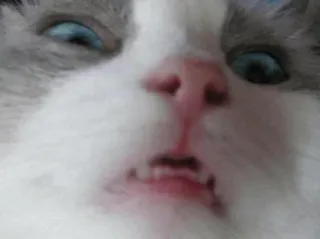 👀 5fa480bc gato, engraçado, animal, animal de estimação, meme, fofo, rosto telegram sticker